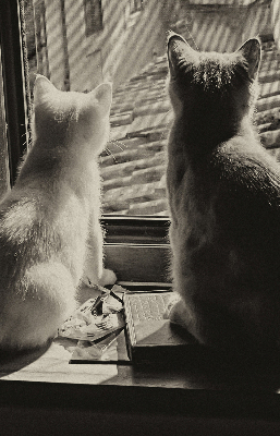 Estor opaco con gatos en la ventana