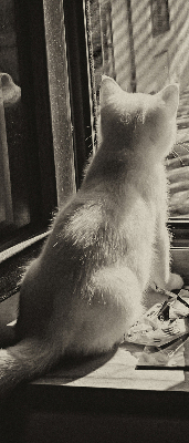 Estor opaco con gatos en la ventana