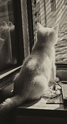 Estor opaco con gatos en la ventana