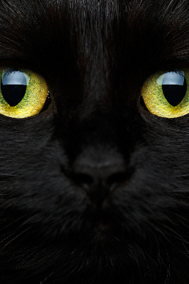 Estor decorativo ojos de gato