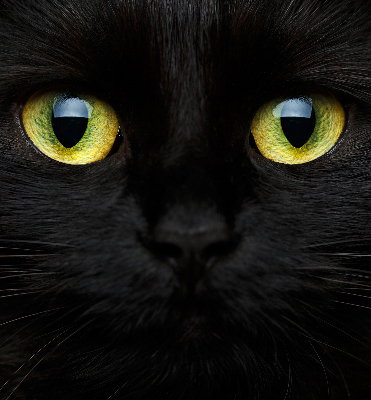 Estor decorativo ojos de gato