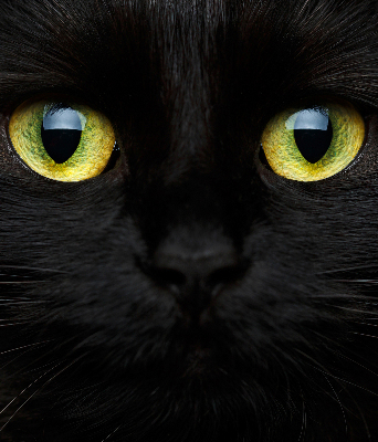 Estor decorativo ojos de gato