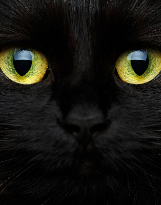 Estor decorativo ojos de gato