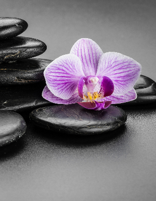 Estor decorativo con motivo de orquídea sobre las piedras