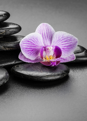 Estor decorativo con motivo de orquídea sobre las piedras