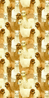 Estor decorativo un rebaño de alpacas