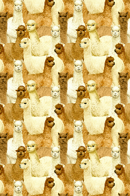 Estor decorativo un rebaño de alpacas