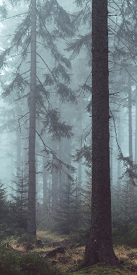 Estor enrollable de tela bosque por la noche