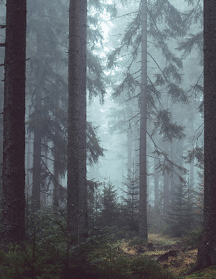 Estor enrollable de tela bosque por la noche