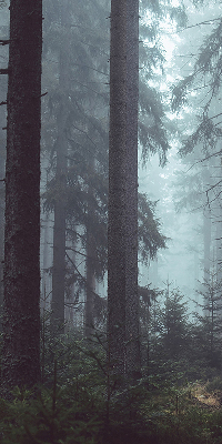 Estor enrollable de tela bosque por la noche