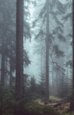 Estor enrollable de tela bosque por la noche