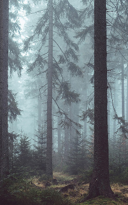Estor enrollable de tela bosque por la noche