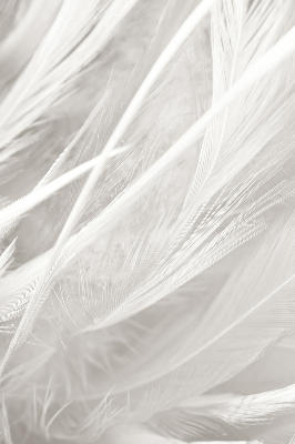 Estor decorativo de plumas