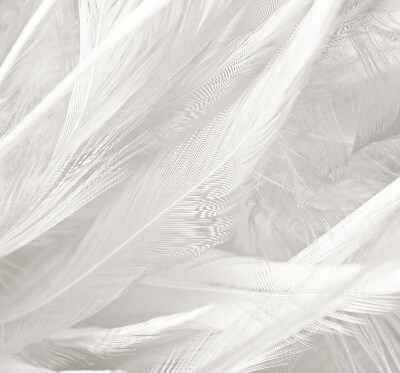 Estor decorativo de plumas