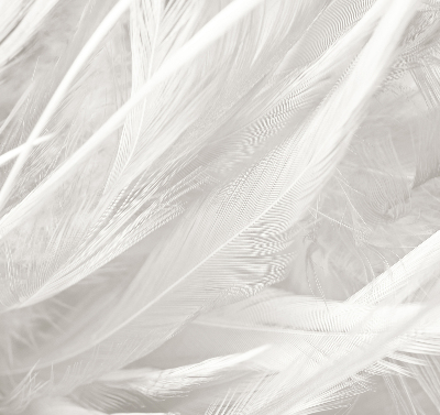 Estor decorativo de plumas