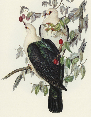 Estor enrollable de tela con diseño de pájaros en una rama