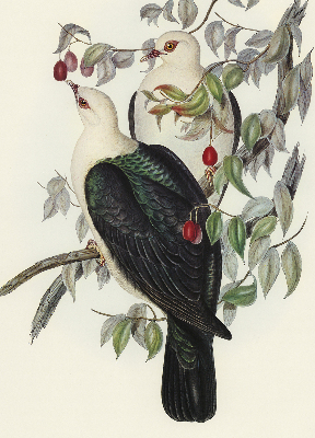 Estor enrollable de tela con diseño de pájaros en una rama