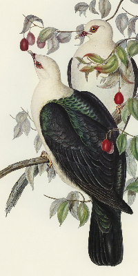 Estor enrollable de tela con diseño de pájaros en una rama
