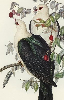 Estor enrollable de tela con diseño de pájaros en una rama