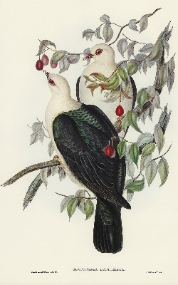 Estor enrollable de tela con diseño de pájaros en una rama