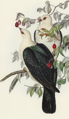 Estor enrollable de tela con diseño de pájaros en una rama