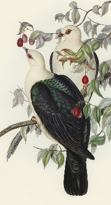 Estor enrollable de tela con diseño de pájaros en una rama