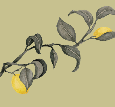Estor opaco con diseño de limones en el árbol