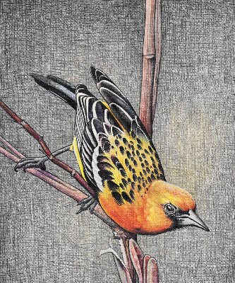 Estor opaco con diseño de un pájaro en una rama