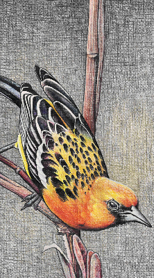 Estor opaco con diseño de un pájaro en una rama