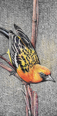 Estor opaco con diseño de un pájaro en una rama