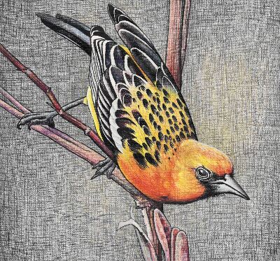 Estor opaco con diseño de un pájaro en una rama