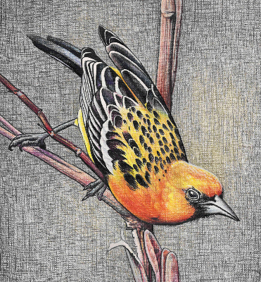 Estor opaco con diseño de un pájaro en una rama