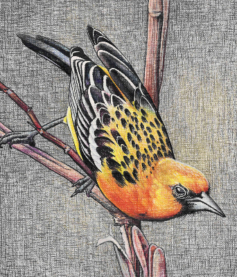 Estor opaco con diseño de un pájaro en una rama