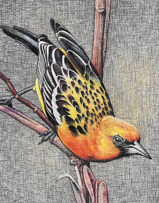 Estor opaco con diseño de un pájaro en una rama