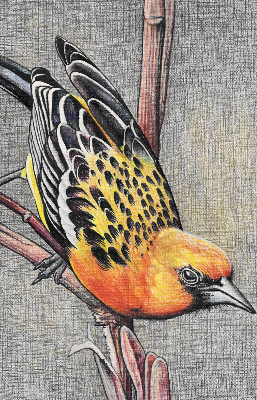 Estor opaco con diseño de un pájaro en una rama