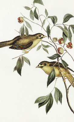 Estor opaco con diseño de pájaros en un árbol