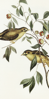 Estor opaco con diseño de pájaros en un árbol