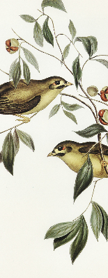 Estor opaco con diseño de pájaros en un árbol