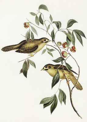 Estor opaco con diseño de pájaros en un árbol