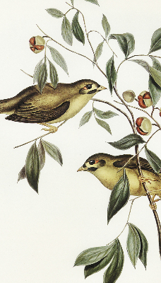 Estor opaco con diseño de pájaros en un árbol