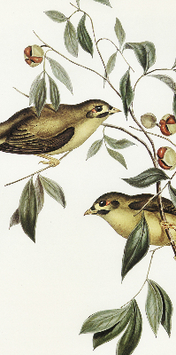 Estor opaco con diseño de pájaros en un árbol