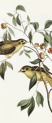 Estor opaco con diseño de pájaros en un árbol