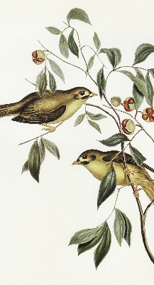 Estor opaco con diseño de pájaros en un árbol
