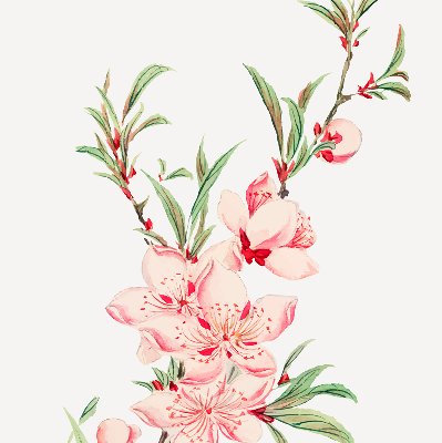 Estor decorativo en color rosa con estampado de flor