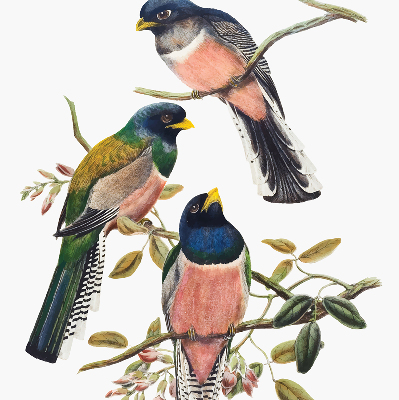 Estor enrollable de tela con diseño de pájaros en las ramas