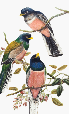 Estor enrollable de tela con diseño de pájaros en las ramas