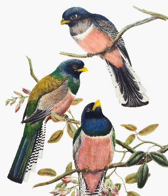 Estor enrollable de tela con diseño de pájaros en las ramas