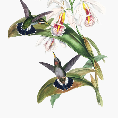 Estor opaco con diseño de pájaros en una flor
