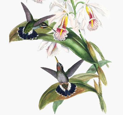 Estor opaco con diseño de pájaros en una flor
