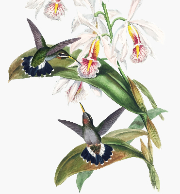 Estor opaco con diseño de pájaros en una flor